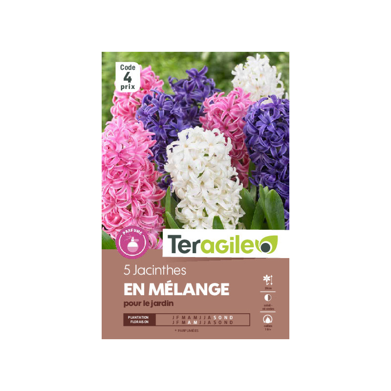 Jacinthes en melange - 5 bulbes à planter de Teragile - produits pour le jardin dans Jacinthe en bulbes