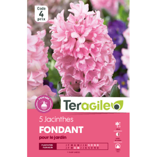 Jacinthes fondant - 5 bulbes à planter de Teragile - produits pour le jardin dans Jacinthe en bulbes