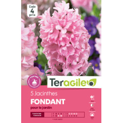 Jacinthes fondant - 5 bulbes à planter de Teragile - produits pour le jardin dans Jacinthe en bulbes
