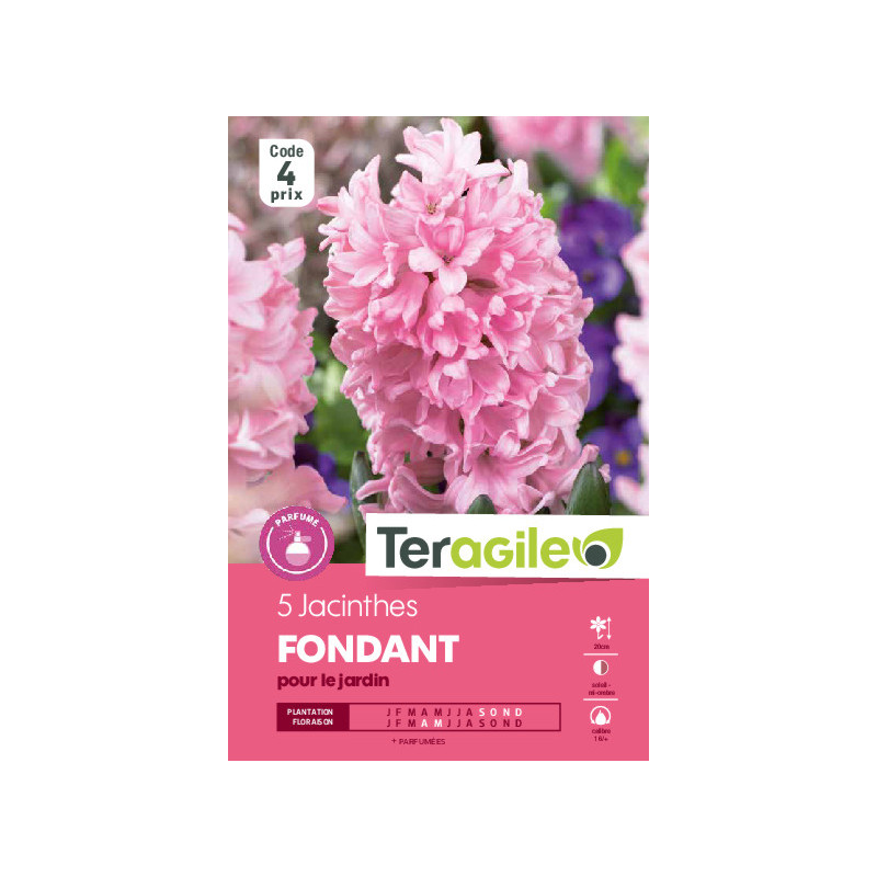 Jacinthes fondant - 5 bulbes à planter de Teragile - produits pour le jardin dans Jacinthe en bulbes