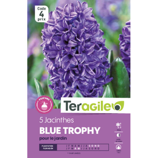 Jacinthes blue trophy - 5 bulbes à planter de Teragile - produits pour le jardin dans Jacinthe en bulbes