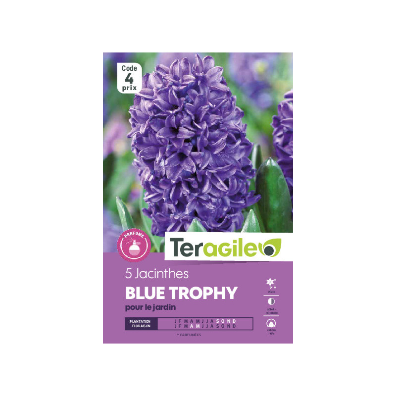 Jacinthes blue trophy - 5 bulbes à planter de Teragile - produits pour le jardin dans Jacinthe en bulbes