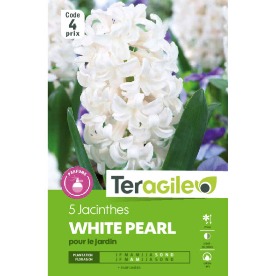 Jacinthes white pearl - 5 bulbes à planter de Teragile - produits pour le jardin dans Jacinthe en bulbes