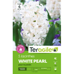 Jacinthes white pearl - 5 bulbes à planter de Teragile - produits pour le jardin dans Jacinthe en bulbes