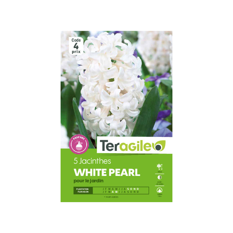 Jacinthes white pearl - 5 bulbes à planter de Teragile - produits pour le jardin dans Jacinthe en bulbes