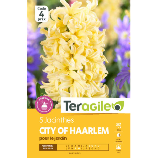 Jacinthes city of haarlem - 5 bulbes à planter de Teragile - produits pour le jardin dans Jacinthe en bulbes