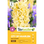 Jacinthes city of haarlem - 5 bulbes à planter de Teragile - produits pour le jardin dans Jacinthe en bulbes