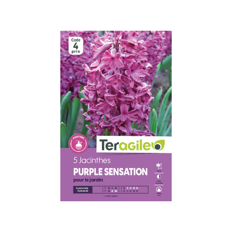 Jacinthes purple sensation - 5 bulbes à planter de Teragile - produits pour le jardin dans Jacinthe en bulbes