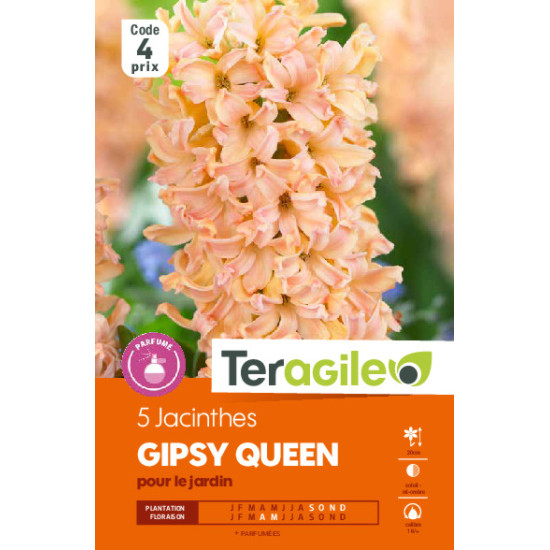 Jacinthes gipsy queen - 5 bulbes à planter de Teragile - produits pour le jardin dans Jacinthe en bulbes