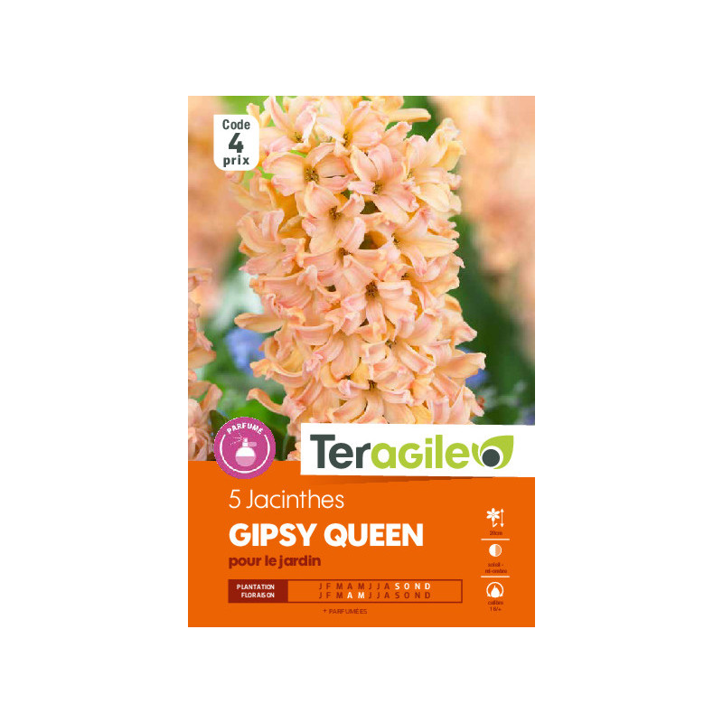 Jacinthes gipsy queen - 5 bulbes à planter de Teragile - produits pour le jardin dans Jacinthe en bulbes