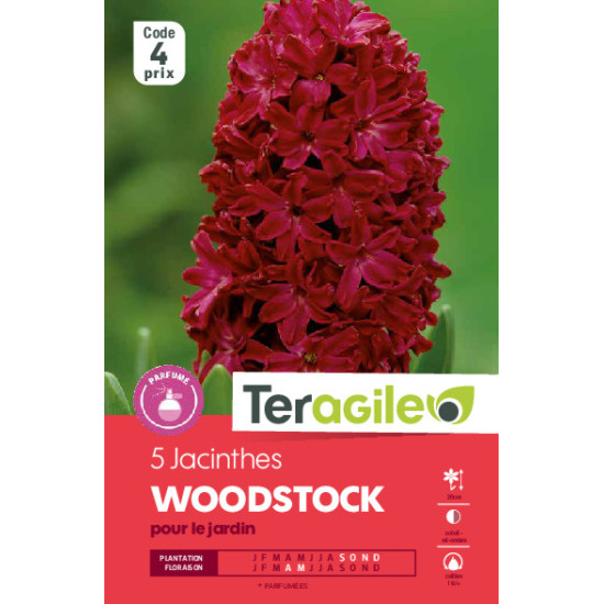 Jacinthes woodstock - 5 bulbes à planter de Teragile - produits pour le jardin dans Jacinthe en bulbes