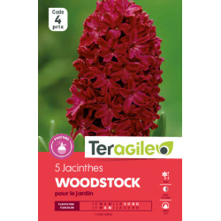 Jacinthes woodstock - 5 bulbes à planter de Teragile - produits pour le jardin dans Jacinthe en bulbes
