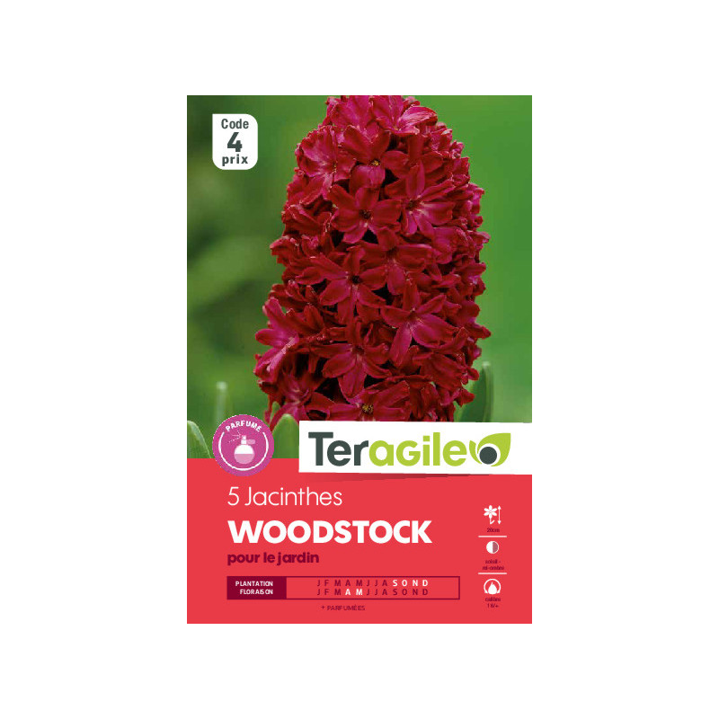 Jacinthes woodstock - 5 bulbes à planter de Teragile - produits pour le jardin dans Jacinthe en bulbes