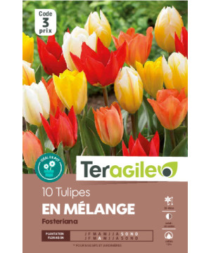 Tulipes fosteriana en mélange calibre 12/+ x10 de Teragile - produits pour le jardin dans Tulipe en bulbes