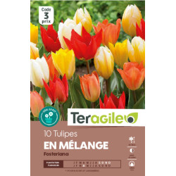 Tulipes fosteriana en mélange calibre 12/+ x10 de Teragile - produits pour le jardin dans Tulipe en bulbes