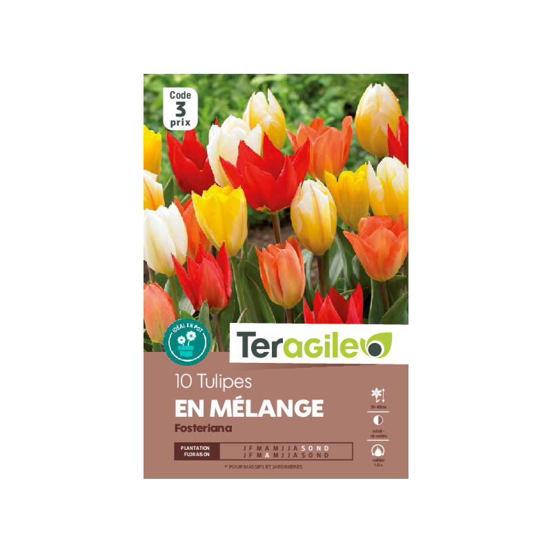 Tulipes fosteriana en mélange calibre 12/+ x10 de Teragile - produits pour le jardin dans Tulipe en bulbes