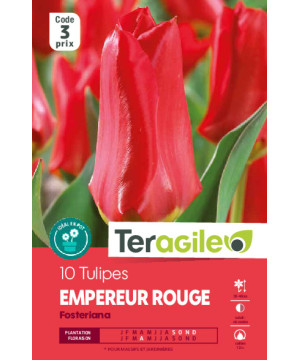 Tulipes empereur rouge calibre 12/+ x10 de Teragile - produits pour le jardin dans Tulipe en bulbes