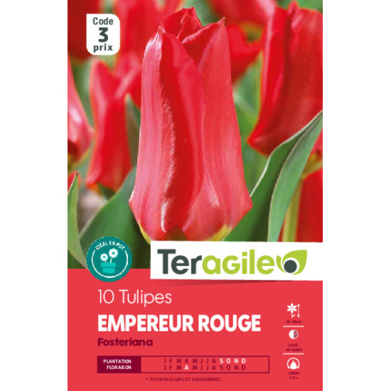 Tulipes empereur rouge calibre 12/+ x10 de Teragile - produits pour le jardin dans Tulipe en bulbes