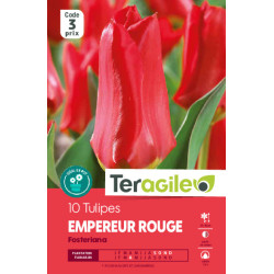 Tulipes empereur rouge calibre 12/+ x10 de Teragile - produits pour le jardin dans Tulipe en bulbes