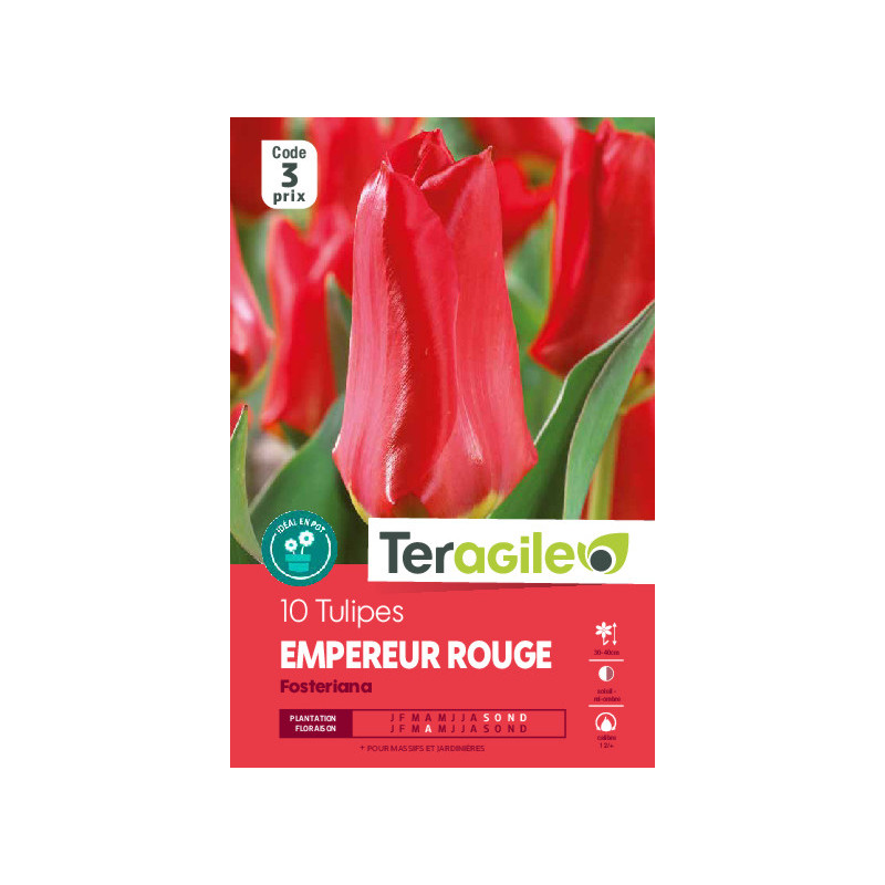 Tulipes empereur rouge calibre 12/+ x10 de Teragile - produits pour le jardin dans Tulipe en bulbes