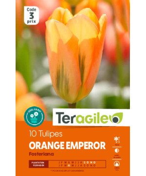 Tulipes orange emperor calibre 12/+ x10 de Teragile - produits pour le jardin dans Tulipe en bulbes