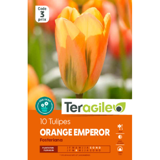 Tulipes orange emperor calibre 12/+ x10 de Teragile - produits pour le jardin dans Tulipe en bulbes