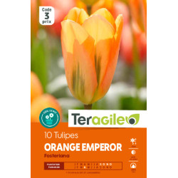 Tulipes orange emperor calibre 12/+ x10 de Teragile - produits pour le jardin dans Tulipe en bulbes