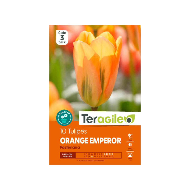 Tulipes orange emperor calibre 12/+ x10 de Teragile - produits pour le jardin dans Tulipe en bulbes