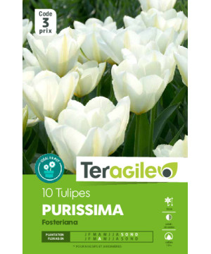 Tulipes purissima calibre 12/+ x10 de Teragile - produits pour le jardin dans Tulipe en bulbes