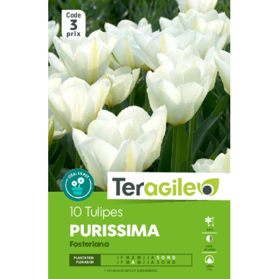 Tulipes purissima calibre 12/+ x10 de Teragile - produits pour le jardin dans Tulipe en bulbes