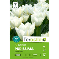 Tulipes purissima calibre 12/+ x10 de Teragile - produits pour le jardin dans Tulipe en bulbes