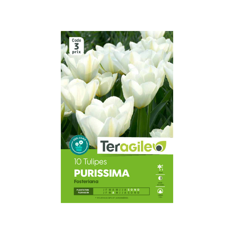 Tulipes purissima calibre 12/+ x10 de Teragile - produits pour le jardin dans Tulipe en bulbes