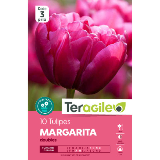Tulipes margarita calibre 12/+ x10 de Teragile - produits pour le jardin dans Tulipe en bulbes