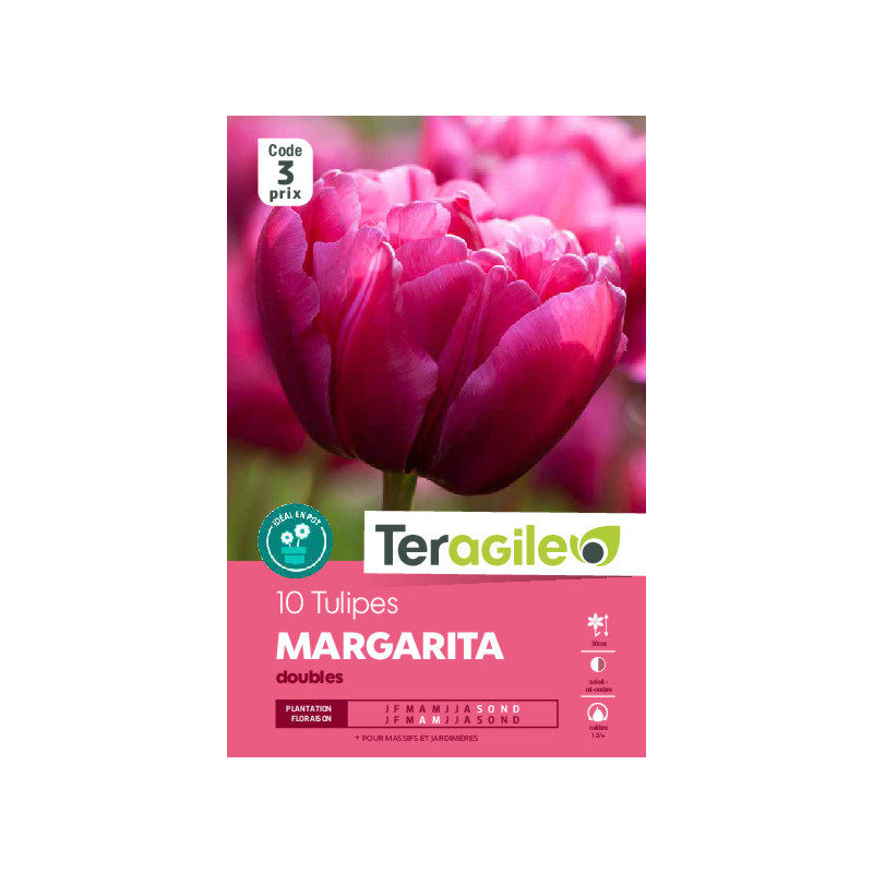 Tulipes margarita calibre 12/+ x10 de Teragile - produits pour le jardin dans Tulipe en bulbes