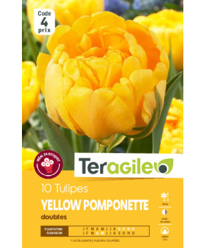 Tulipes yellow pomponette calibre 12/+ x10 de Teragile - produits pour le jardin dans Tulipe en bulbes