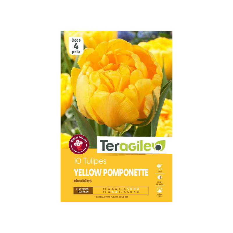 Tulipes yellow pomponette calibre 12/+ x10 de Teragile - produits pour le jardin dans Tulipe en bulbes