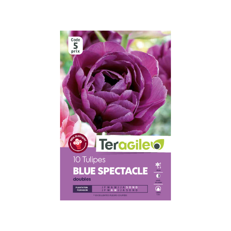 Tulipes blue spectacle calibre 12/+ x10 de Teragile - produits pour le jardin dans Tulipe en bulbes