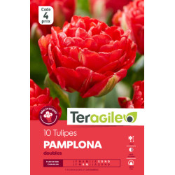 Tulipes pamplona calibre 12/+ x10 de Teragile - produits pour le jardin dans Tulipe en bulbes