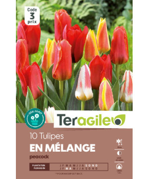 Tulipes kaufmaniana en melange calibre 12/+ x10 de Teragile - produits pour le jardin dans Tulipe en bulbes