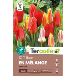 Tulipes kaufmaniana en melange calibre 12/+ x10 de Teragile - produits pour le jardin dans Tulipe en bulbes
