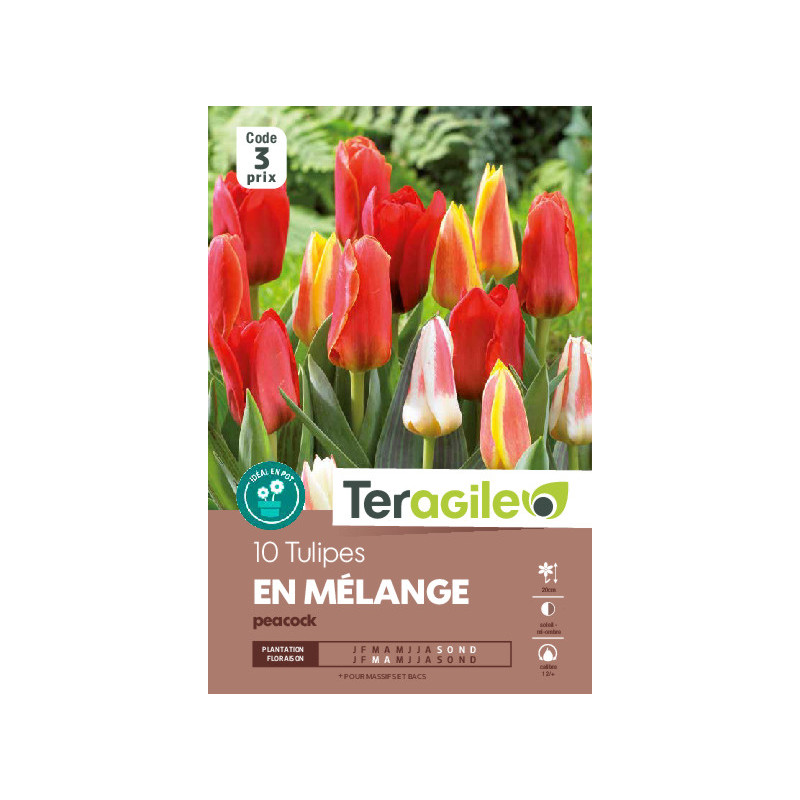 Tulipes kaufmaniana en melange calibre 12/+ x10 de Teragile - produits pour le jardin dans Tulipe en bulbes