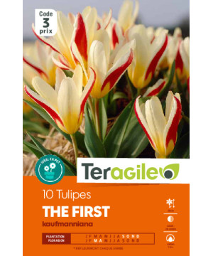 Tulipes hope calibre 12/+ x10 de Teragile - produits pour le jardin dans Tulipe en bulbes