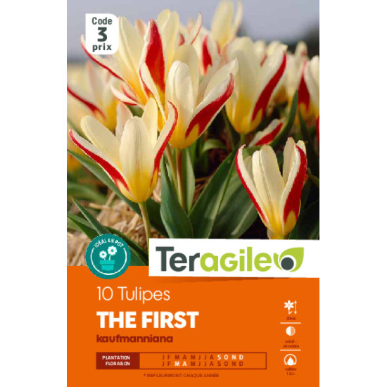 Tulipes hope calibre 12/+ x10 de Teragile - produits pour le jardin dans Tulipe en bulbes