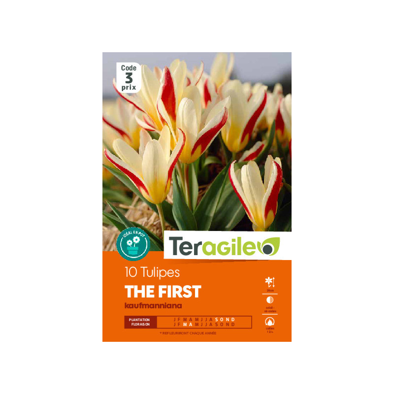 Tulipes hope calibre 12/+ x10 de Teragile - produits pour le jardin dans Tulipe en bulbes