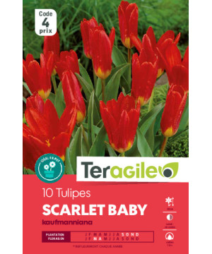 Tulipes scarlet baby calibre 12/+ x10 de Teragile - produits pour le jardin dans Tulipe en bulbes
