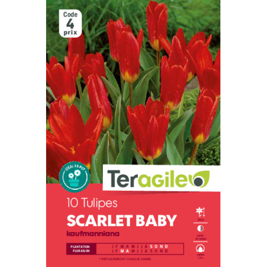 Tulipes scarlet baby calibre 12/+ x10 de Teragile - produits pour le jardin dans Tulipe en bulbes