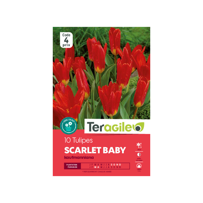 Tulipes scarlet baby calibre 12/+ x10 de Teragile - produits pour le jardin dans Tulipe en bulbes