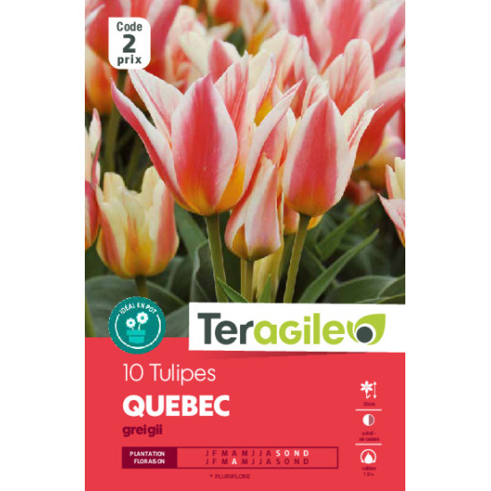 Tulipes quebec. greigii calibre 12/+ x10 de Teragile - produits pour le jardin dans Tulipe en bulbes