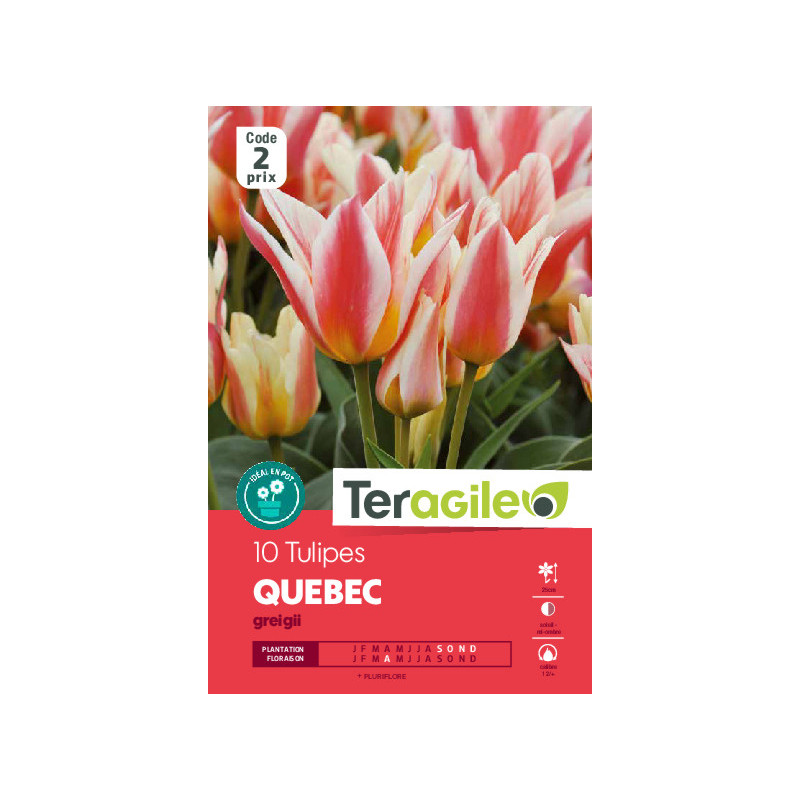 Tulipes quebec. greigii calibre 12/+ x10 de Teragile - produits pour le jardin dans Tulipe en bulbes