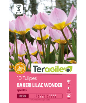 Tulipes species bakeri lilac wonder calibre i x1 de Teragile - produits pour le jardin dans Tulipe en bulbes